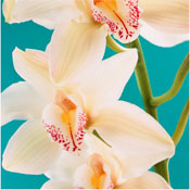 orchid wedding flowers Cymbidium Orchids