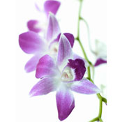 orchid wedding flowers Dendrobium Orchids