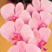 orchid wedding flowers Phalaenopsis Orchids
