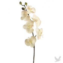 Cream Phalaenopsis Orchid Spray Orchid branch with cream colored phalaenopsis orchids.