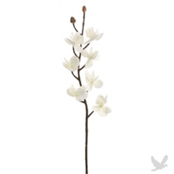 White Phalaenopsis Orchid Spray Orchid branch with white phalaenopsis orchids.