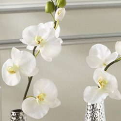 White Phalaenopsis Orchid Sprays Sprays of white phalaenopis silk orchids.