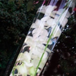 Orchid Wedding Centerpieces