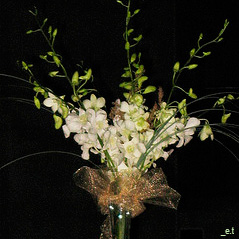 Orchid Centerpiece Idea 3 White orchids in a tall centerpiece.