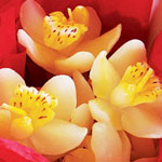 Orchid Wedding Favors Collection