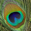 Peacock-Feathers-thb Peacock Feathers