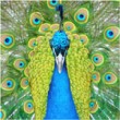 Peacock-Wedding-Favors Peacock-Wedding-Favors
