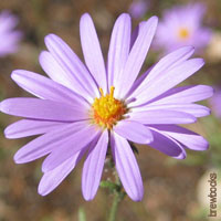 Purple Wedding Flowers - Aster