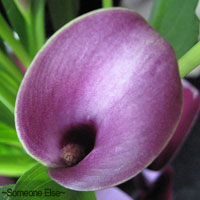 Purple Wedding Flowers - Calla Lily
