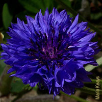 Purple Wedding Flowers - Cornflower