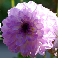 Purple Wedding Flowers - Dahlia