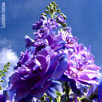 Purple Wedding Flowers - Delphinium