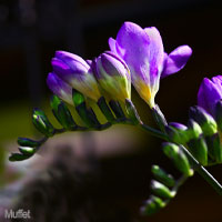 Purple Wedding Flowers  Freesia