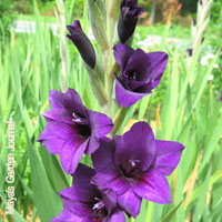 Purple Wedding Flowers - Gladiolus