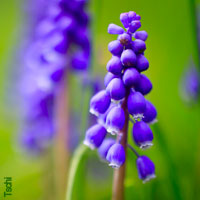 Purple Wedding Flowers - Grape Hyacinth