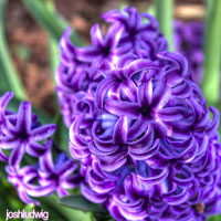 Purple Wedding Flowers - Hyacinth
