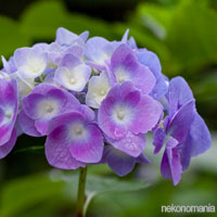 Purple Wedding Flowers - Hydrangea