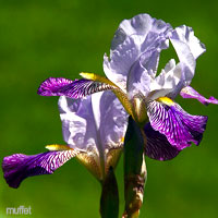 Purple Wedding Flowers - Iris