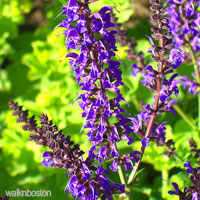Purple Wedding Flower - Larkspur