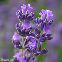 Purple Wedding Flowers - Lavender