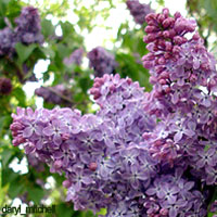 Purple Wedding Flowers - Lilacs