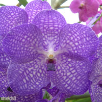 Purple Wedding Flowers - Orchid