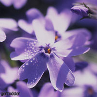 Purple Wedding Flowers - Phlox