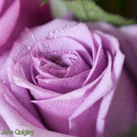 Purple Wedding Flowers - Roses