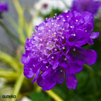 Purple Wedding Flowers - Scabiosa