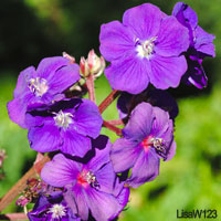 Purple Wedding Flowers - Stock