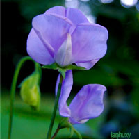 Purple Wedding Flowers - Sweet Pea