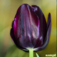 Purple Wedding Flowers - Tulips