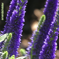 Purple Wedding Flowers - Veronica