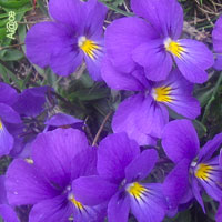 List Of Purple Flowers Klejonka List Of Purple Flowers Wedding