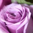 Purple Wedding Flowers Purple Wedding Flowers